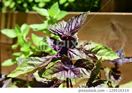 Dark Opal Basil (Lamiaceae) Ocimum genus 129510314