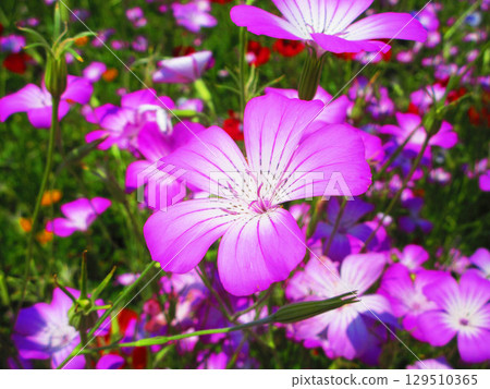 Agrostemma in full bloom Agrostemma in full bloom 129510365