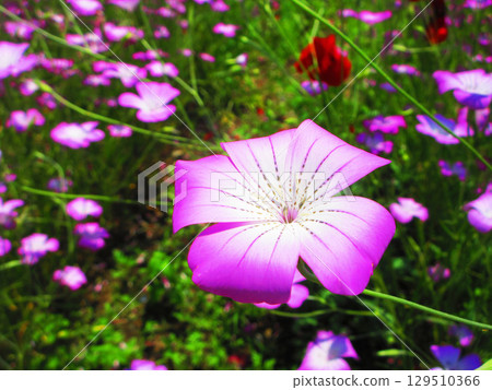 盛開的麥仙翁 129510366