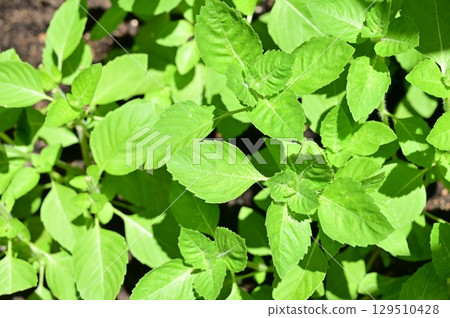 Holy basil (Lamiaceae) Ocimum genus Holy basil (Lamiaceae) Ocimum genus 129510428