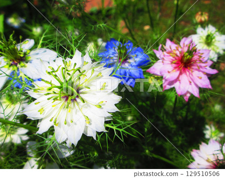 黑種草盛開的風景 黑種草盛開的風景 129510506