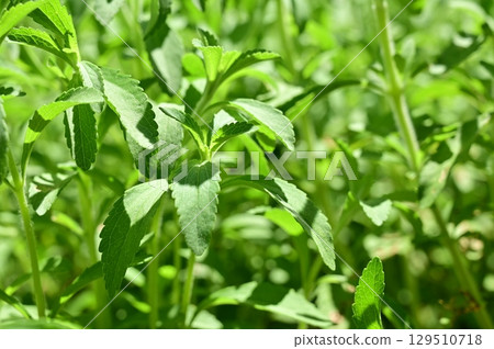 Stevia (Asteraceae) A perennial plant of the genus Stevia 129510718