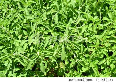 Stevia (Asteraceae) A perennial plant of the genus Stevia 129510734