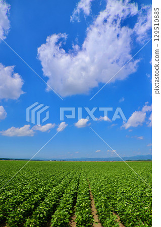 大豆田與開闊的天空（北海道岩見澤市美嗆市） 129510885