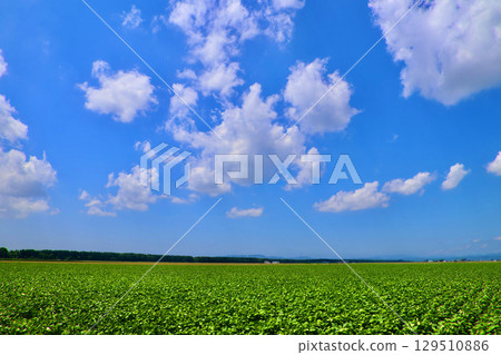 Soybean fields and the open sky (Bibai City, Iwasawa City, Hokkaido) 129510886