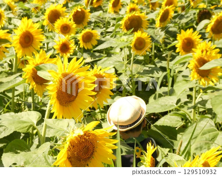 向日葵裡的捉迷藏2 129510932