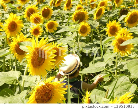 向日葵裡的捉迷藏3 129510933