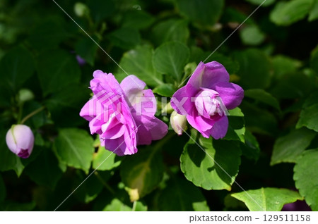 鳳仙花 (Balsaminaceae) 非洲鳳仙花 鳳仙花 (Balsaminaceae) 非洲鳳仙花 129511158