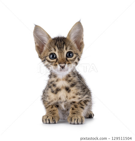 Baby cat on white background 129511504