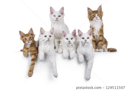 Row of kittens on white background Row of kittens on white background 129511507