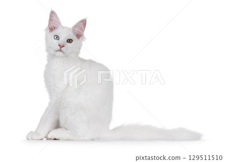 White odd eyed cat on white 129511510