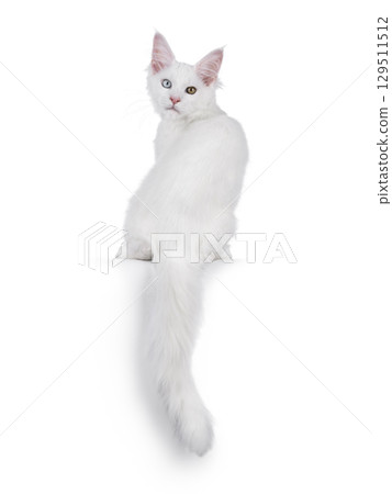 White odd eyed cat on white 129511512