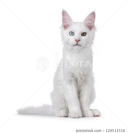 White odd eyed cat on white 129511518