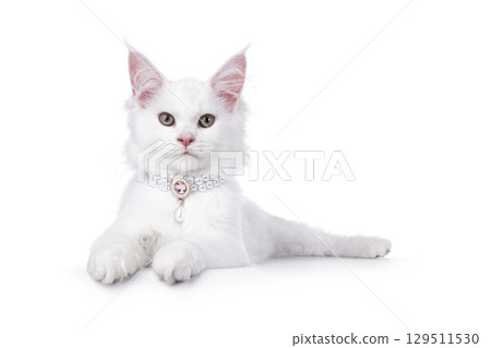 White Maine Coon cat on white background White Maine Coon cat on white background 129511530