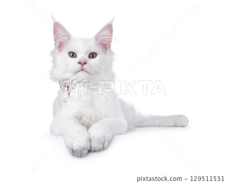 White Maine Coon cat on white background White Maine Coon cat on white background 129511531