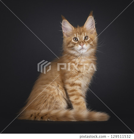 Red Maine Coon cat on black background Red Maine Coon cat on black background 129511532
