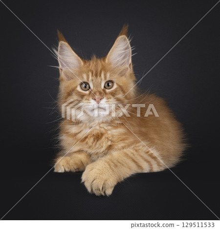 Red Maine Coon cat on black background Red Maine Coon cat on black background 129511533