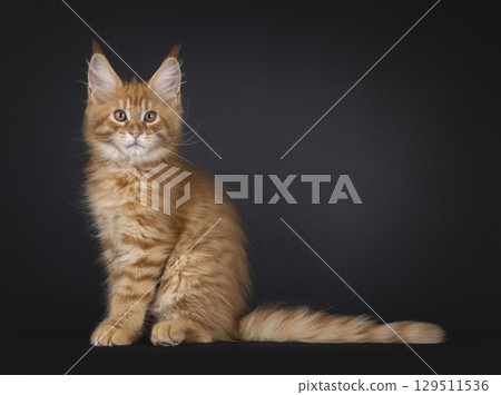 Red Maine Coon cat on black background Red Maine Coon cat on black background 129511536