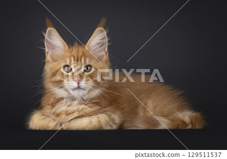 Red Maine Coon cat on black background Red Maine Coon cat on black background 129511537