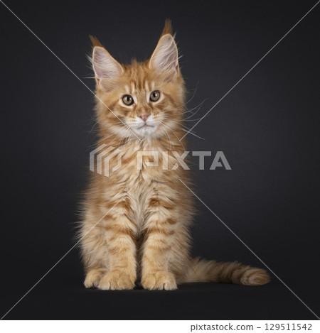 Red Maine Coon cat on black background 129511542