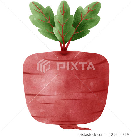 Beetroot isolated on white background 129511719