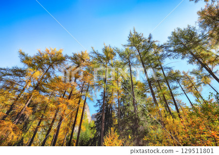 Fabulous woodland in autumn forest in Alps with majestic yellow trees under sunlit. Fabulous woodland in autumn forest in Alps with majestic yellow trees under sunlit. 129511801