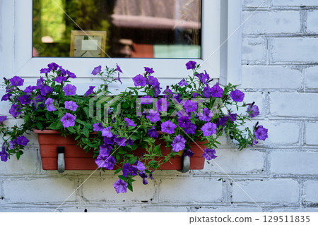 Purple petunia flowers bloom in a window box on a white brick wall during sunny spring afternoon 129511835