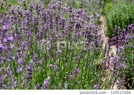 Vibrant lavender field in full bloom during sunny day showcasing nature's beauty and tranquility 129511880