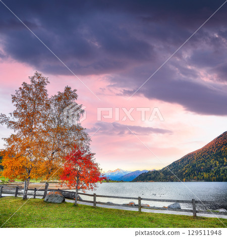 Gorgeous autumn view of Haidersee (Lago della Muta) lake with Ortler peak on background. 129511948