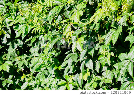 Lush green foliage showcasing vibrant leaves during sunny daylight in a thriving natural setting Lush green foliage showcasing vibrant leaves during sunny daylight in a thriving natural setting 129511969