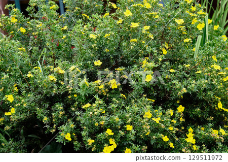 Bright yellow flowers bloom on lush green shrub in a garden setting during daytime 129511972