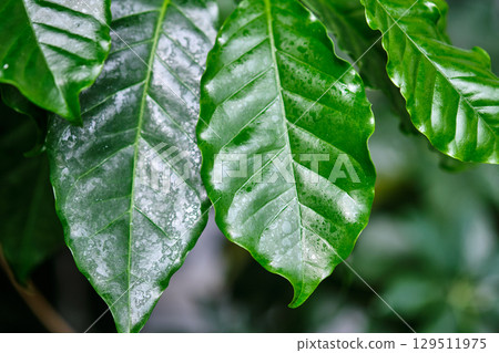 Close-up view of vibrant green coffee leaves exhibiting water droplets in a tropical garden during a sunny afternoon 129511975