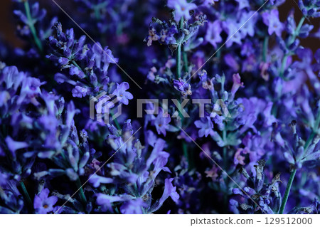 Lavender flowers in bloom showcasing vibrant purple hues captured in natural light Lavender flowers in bloom showcasing vibrant purple hues captured in natural light 129512000