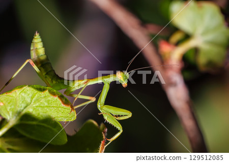 Amazing close up picture of Praying Mantis on the leaf with blurred background. Amazing close up picture of Praying Mantis on the leaf with blurred background. 129512085