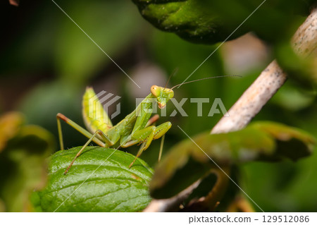 Amazing close up picture of Praying Mantis on the leaf with blurred background. 129512086