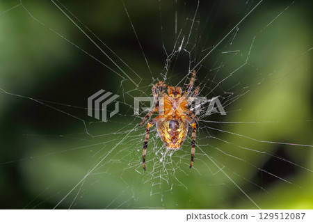 Amazing Macro photography of spider. 129512087