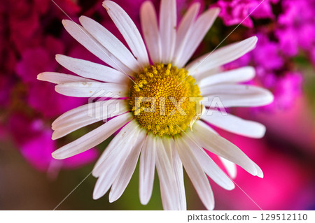 Vibrant white daisy stands out against a backdrop of pink flowers in a garden setting during midday 129512110