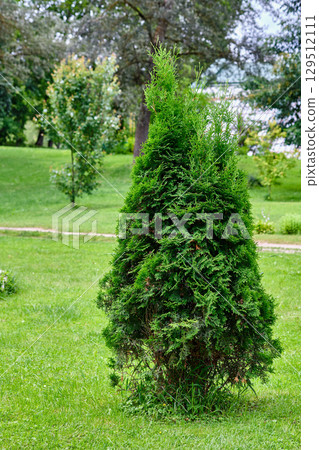 Green conifer tree standing alone in a lush park during a sunny day in summer Green conifer tree standing alone in a lush park during a sunny day in summer 129512111