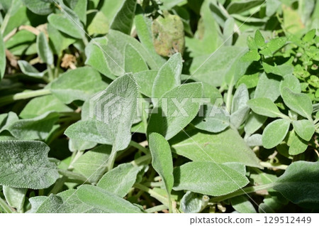 Lamb's Ear (Lamiaceae) Lamb's Ear (Lamiaceae) 129512449