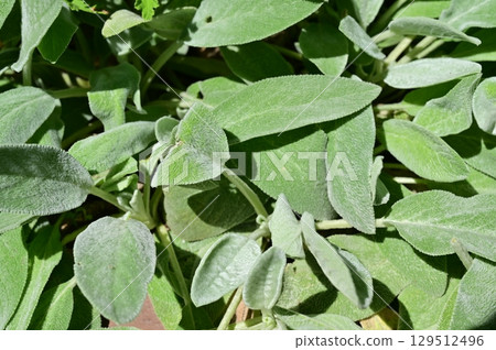 羊耳草(唇形科) 羊耳草(唇形科) 129512496