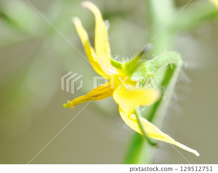 櫻桃番茄花的特寫 櫻桃番茄花的特寫 129512751