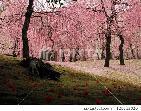 Jonangu Shrine: Weeping plum blossoms and fallen camellias 129513020