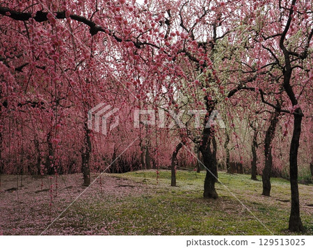 城南宮:垂枝梅花與落花 城南宮:垂枝梅花與落花 129513025