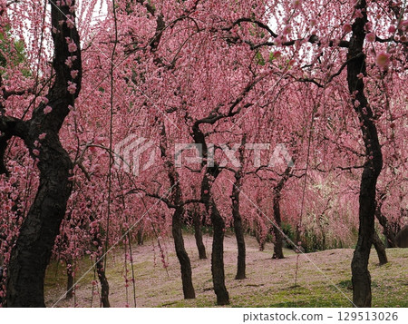 城南宮：垂枝梅花與落花 129513026