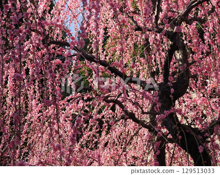 城南宮:垂枝梅花與落花 城南宮:垂枝梅花與落花 129513033