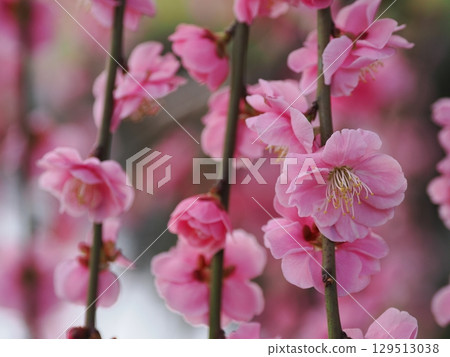 Jonangu Shrine: Weeping plum blossoms and fallen camellias 129513038