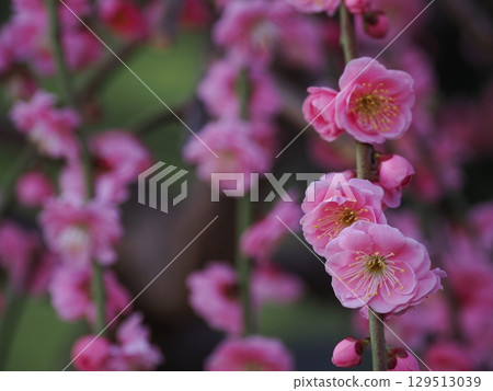 Jonangu Shrine: Weeping plum blossoms and fallen camellias Jonangu Shrine: Weeping plum blossoms and fallen camellias 129513039