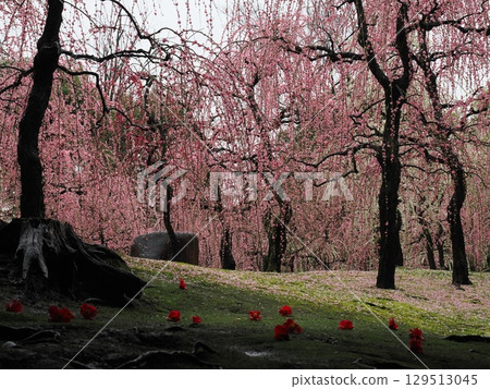 城南宮:垂枝梅花與落花 城南宮:垂枝梅花與落花 129513045