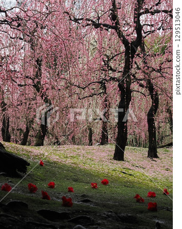 Jonangu Shrine: Weeping plum blossoms and fallen camellias 129513046