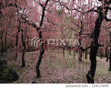 城南宮：垂枝梅花與落花 129513048